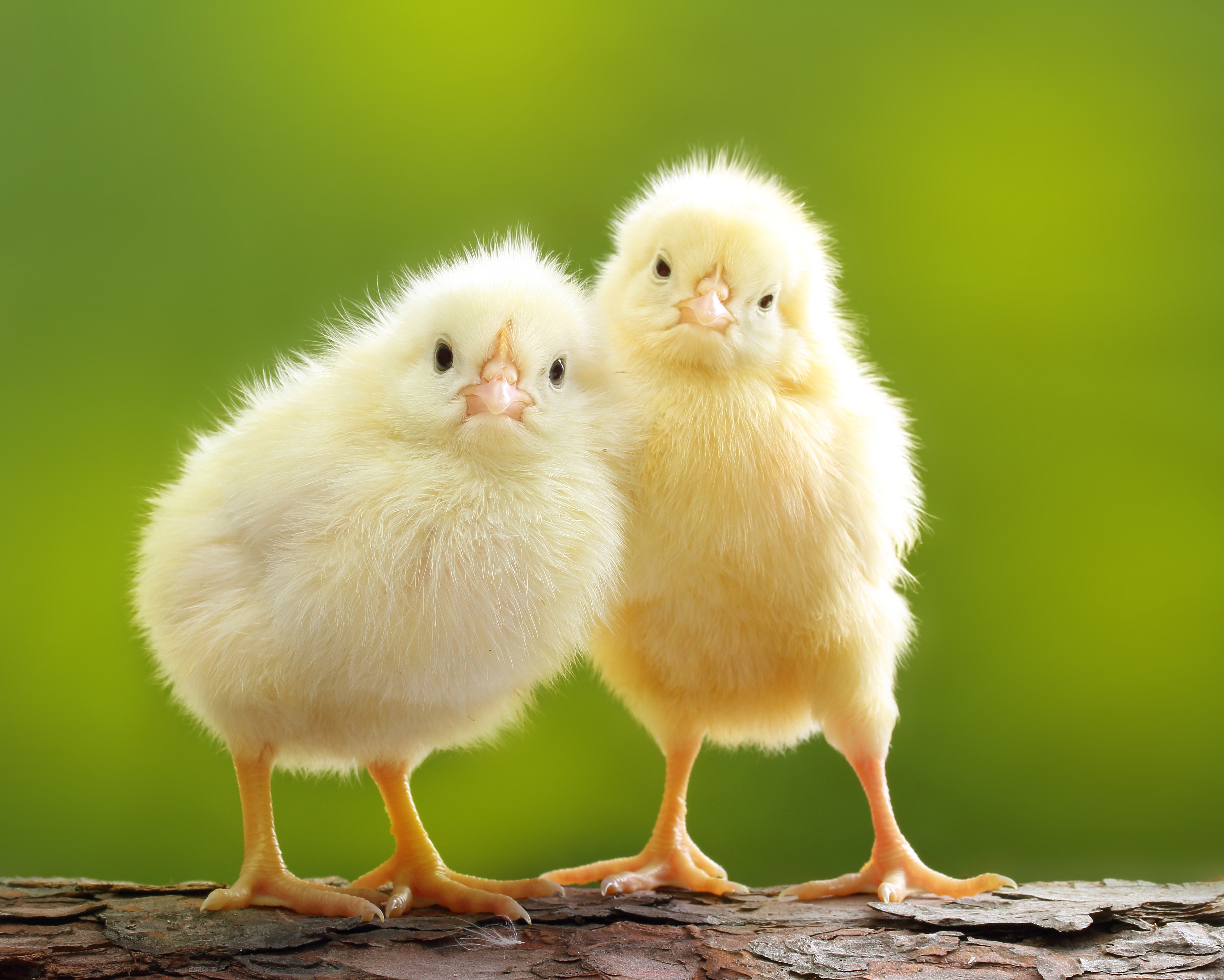 Why did the baby chick wear makeup to school? image