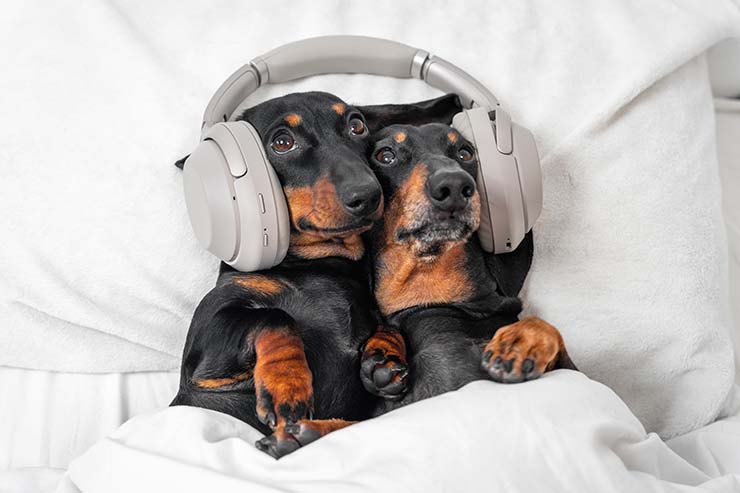  What do you get if cross two young dogs with a pair of headphones? image