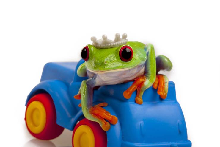 What happens when a frog's car dies? image