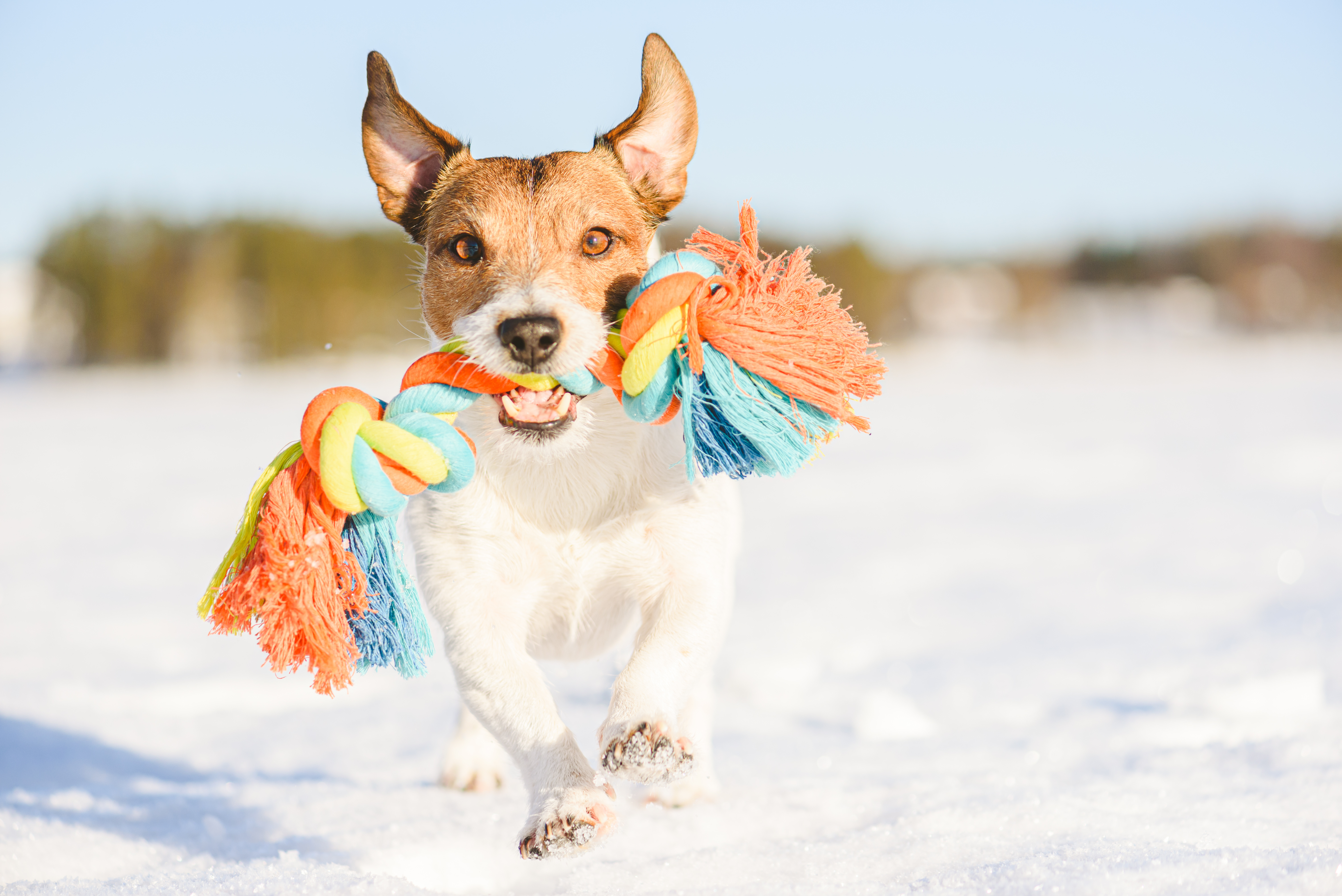 What is a canine's favorite toy to play with in the snow? image