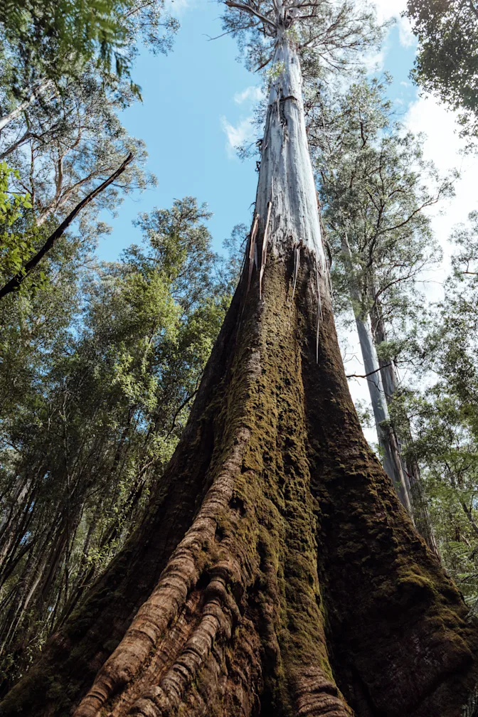 Reaching for the Clouds The Earth’s Tallest Trees-3