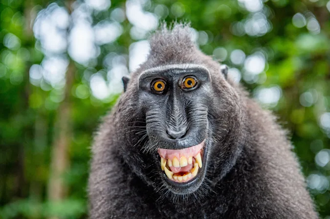 Why are monkeys so bad at playing Simon Says? image