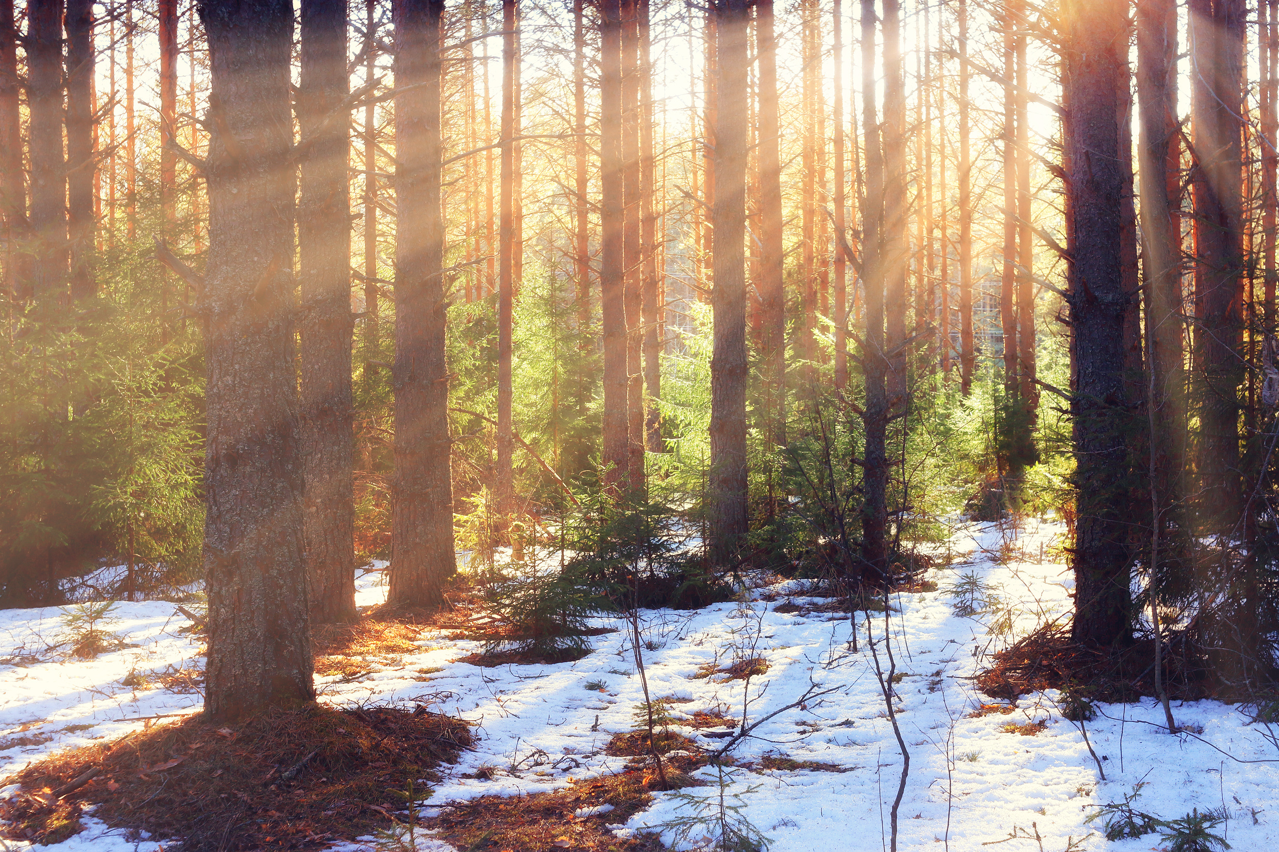 Did you see that all the ice and snow is melting? image