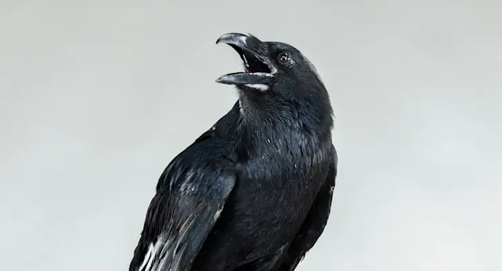 Man Befriends a Quirky Crow in the City: The Heartwarming Tale of Jake and Fabian-1