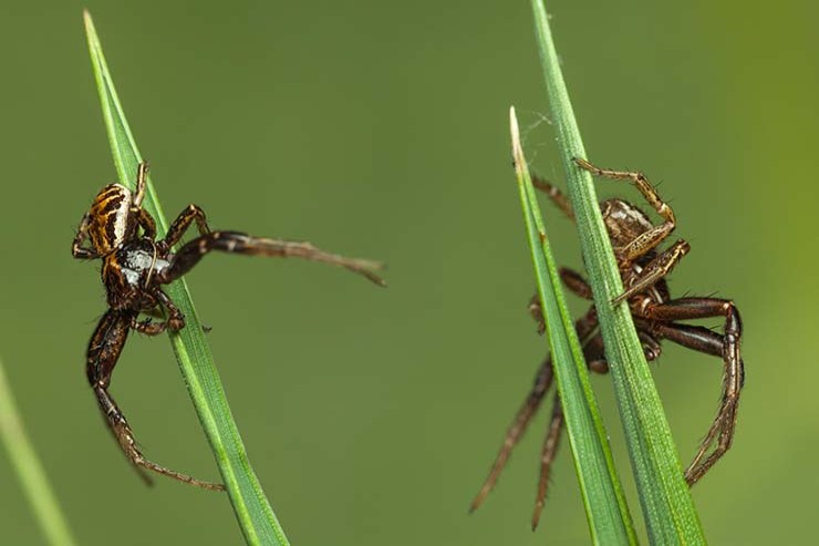  Where do spiders play their FA Cup final? image