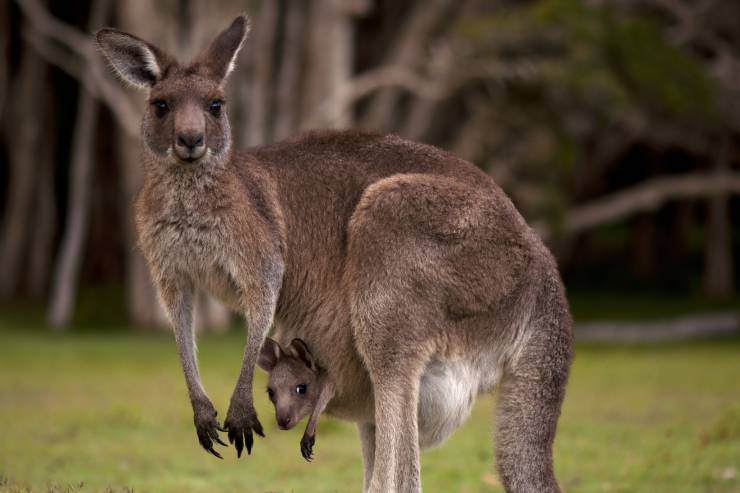  What do you call a kangaroo's lazy joey? image