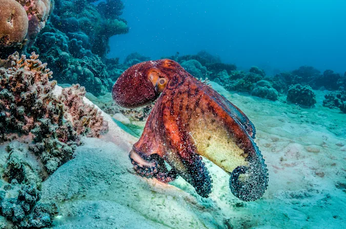Why did the octopus have to stop writing his book? image