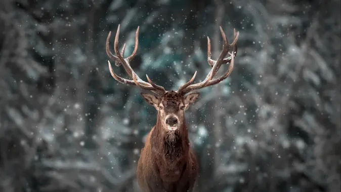 What's a deer's favorite horror movie? image