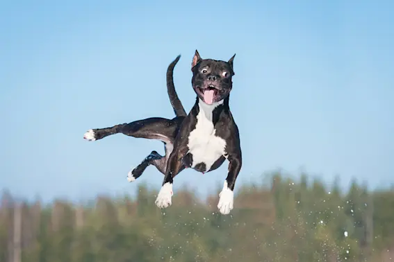 20 Pawsitively Hilarious Jokes About Dogs