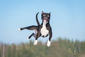 20 Pawsitively Hilarious Jokes About Dogs