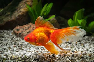 Where do goldfish go camping? image