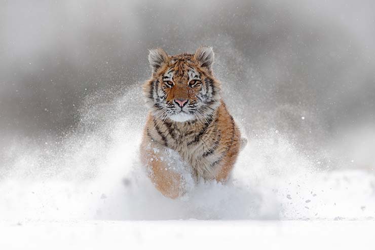  Why couldn't the tiger run any faster in the race? image