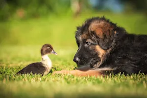 What kind of dog thinks it's a bird? image