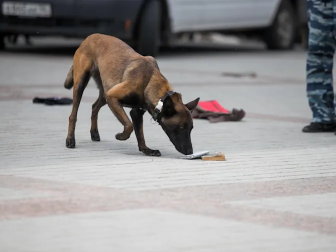 Could Your Hand Odor Solve Crimes?-3