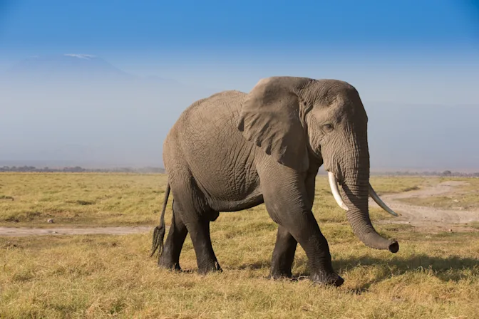 What Are the Most Dangerous Animals in the World?-3