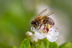Why was the bee sad? image