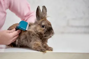 What do you call a rabbit barber? image