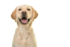 Why do labradors always have so much energy? image