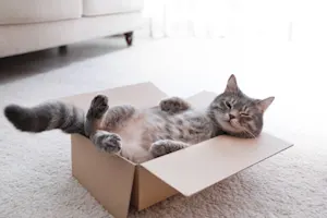 How do you compliment a cat? image