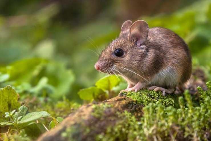  How do you spell mousetrap in just three letters? image