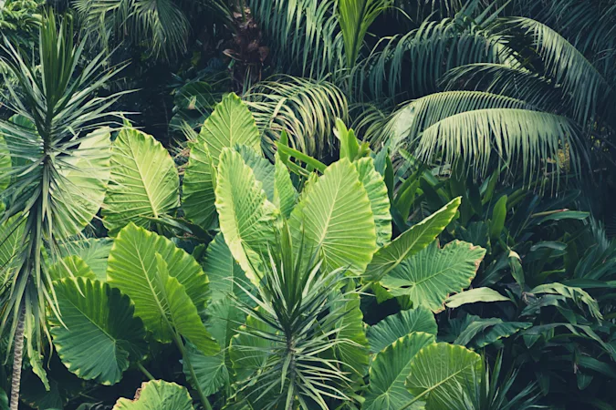 Why do plants hate algebra? image