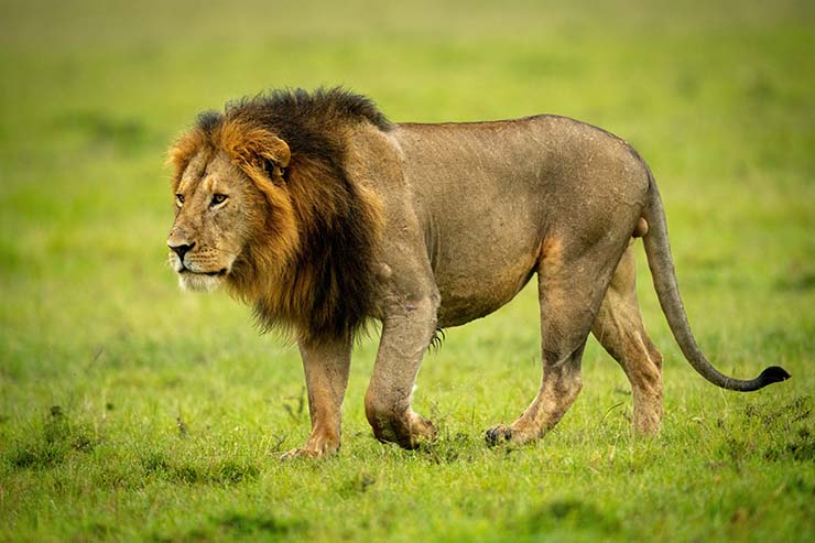  What does the lion say to his friends before they go out hunting for food? image