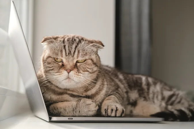 What animal has the worst mood swings? image
