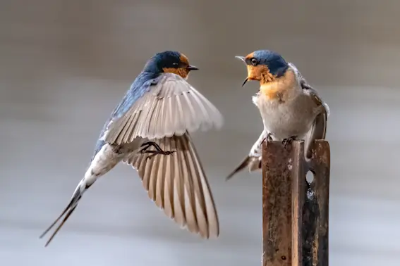 How do birds threaten one another