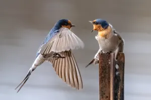How do birds threaten one another