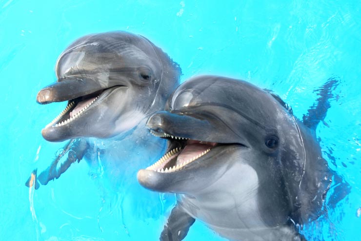  What's the ocean's funniest animal? image