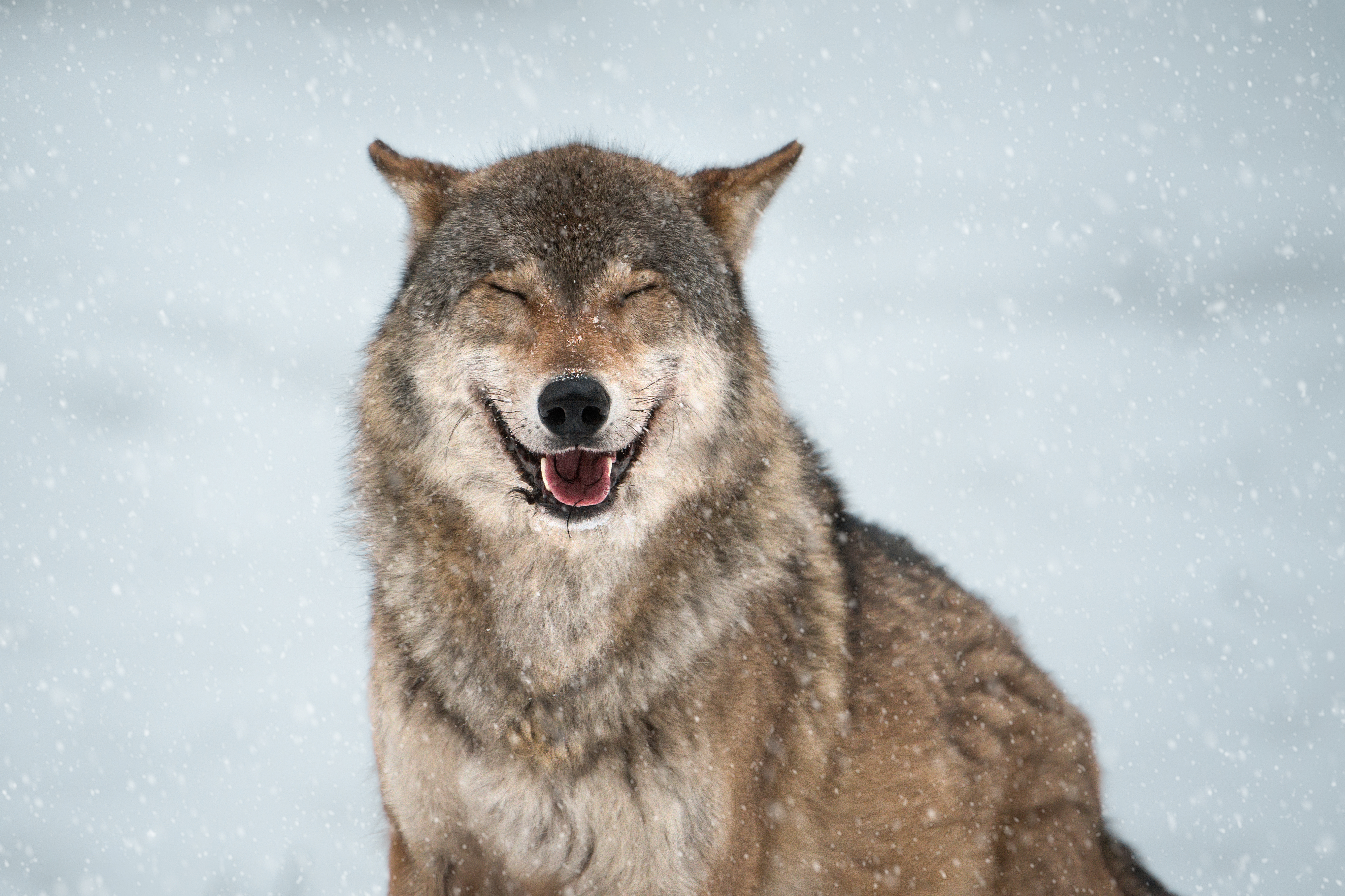 What do you call a wolf that uses bad words? image