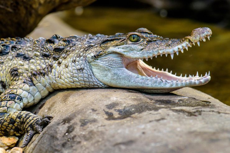  Why did the crocodile run his mile so fast? image