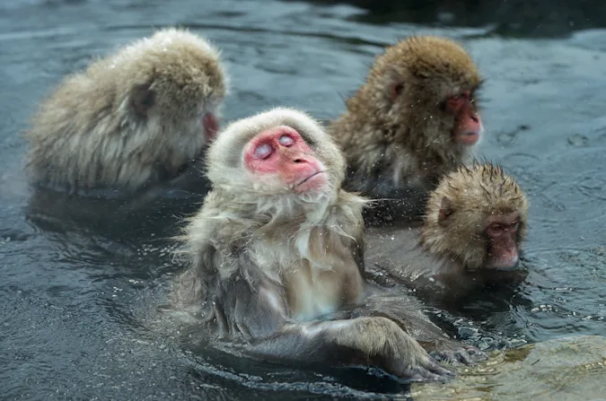 What do monkeys wear when they are cooking? image