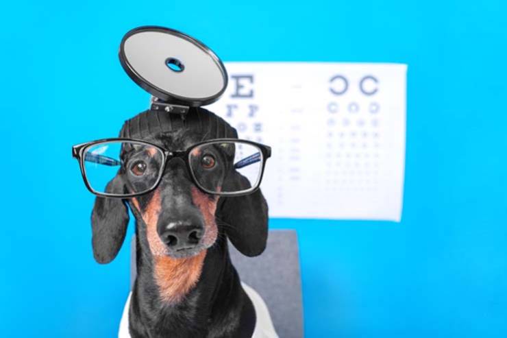  What dog wears contact lenses? image