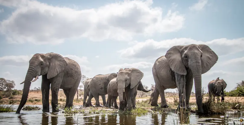 Why do elephants laugh anytime someone plays the piano? image
