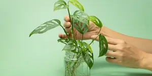 propagate