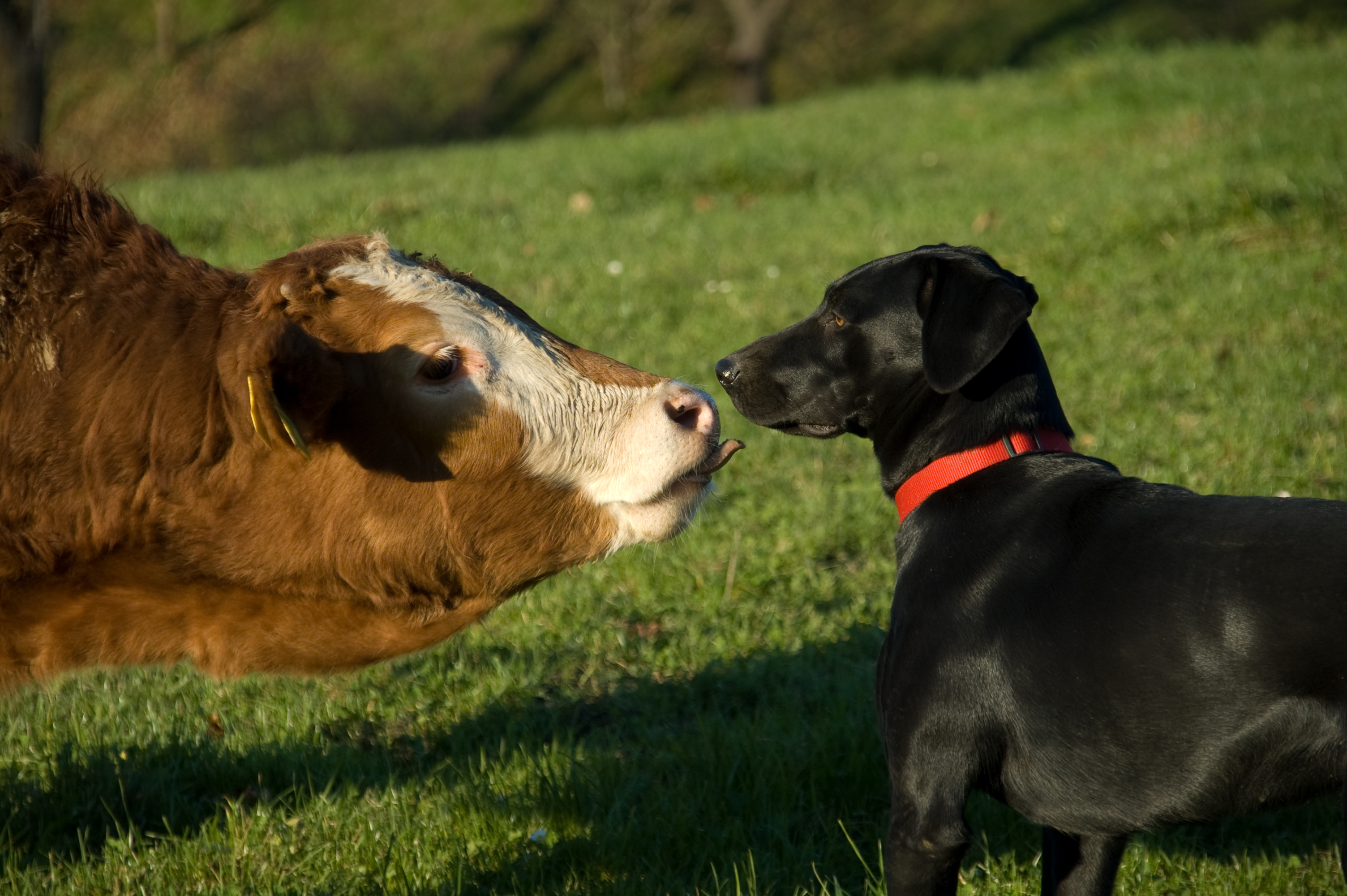 Why were the dog and the cow such good friends? image