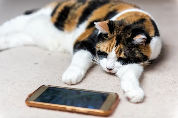 Why are cats good at playing video games? image