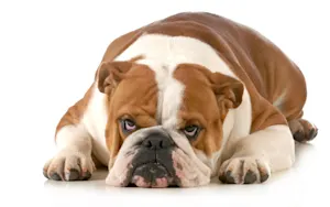 What kinds of animals do bulldogs love to hang out with? .jpeg