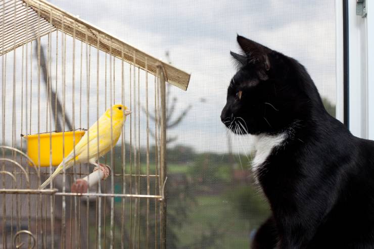  What do you get if you cross a cat with a canary? image