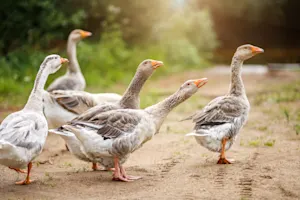 What's a geese's favorite book? image