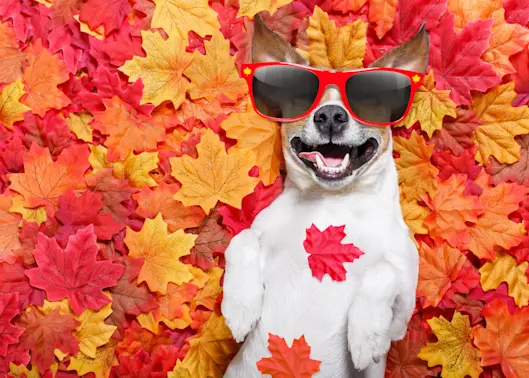 15 Darn Gourd Fall Jokes