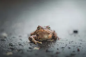 What do Scottish toads play?