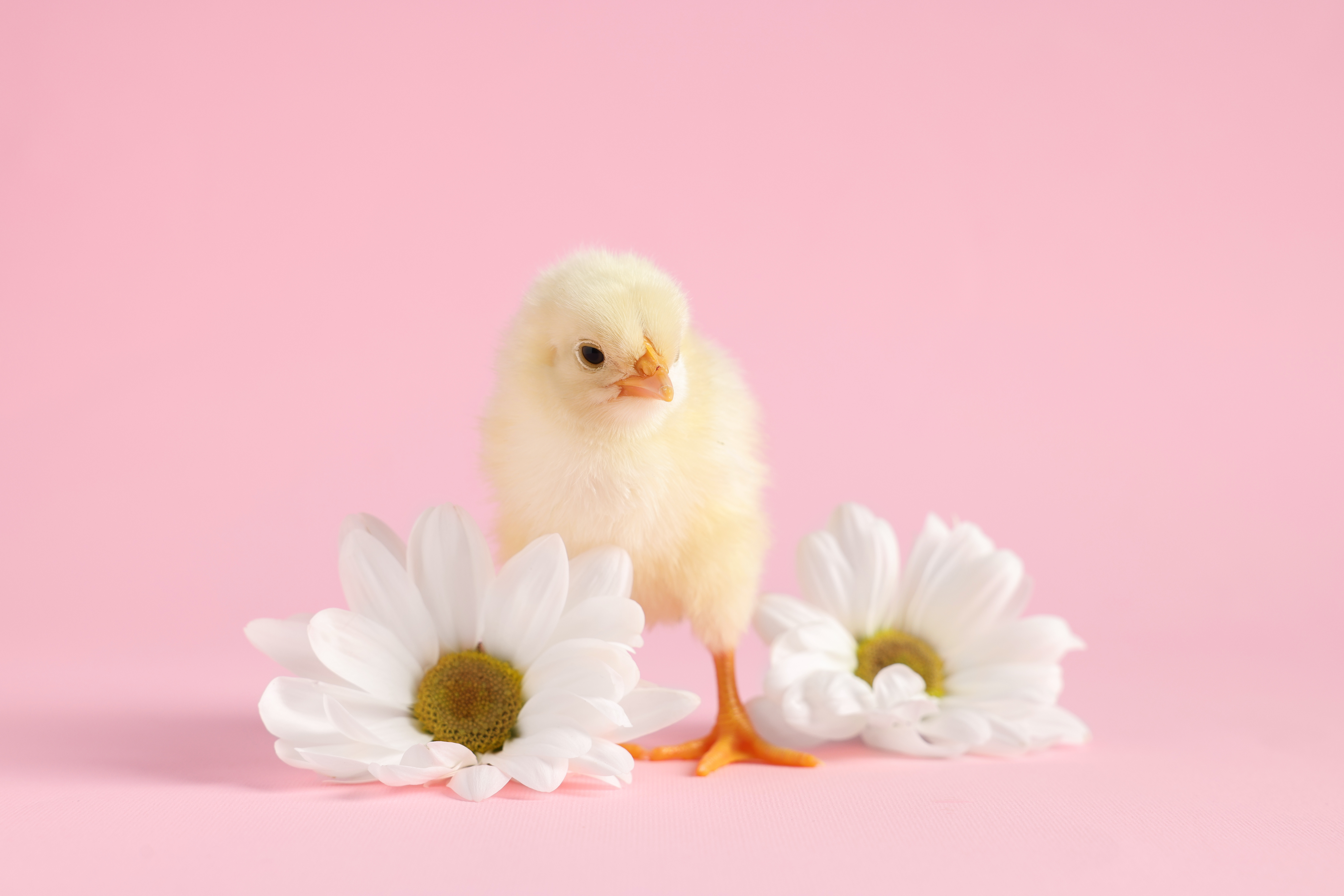 How does a chick bake a cake for Easter?