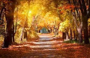What do trees say when autumn comes? image