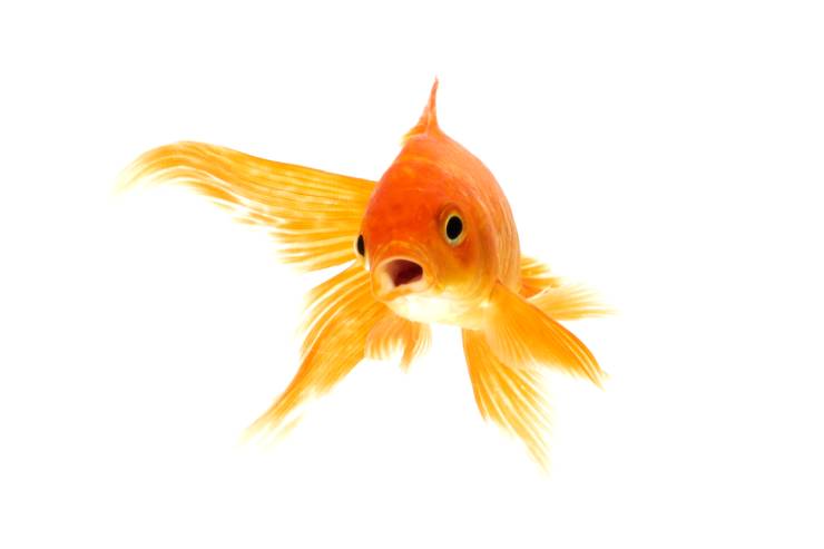  Why was the fish so smart? image