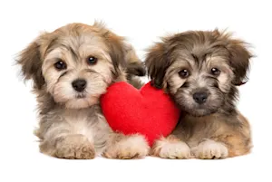 Did you hear about the dogs that just started dating? image