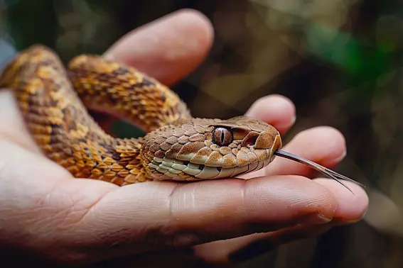 Did an Alabama Preacher Really Try to Kill His Wife with a Snake?-1