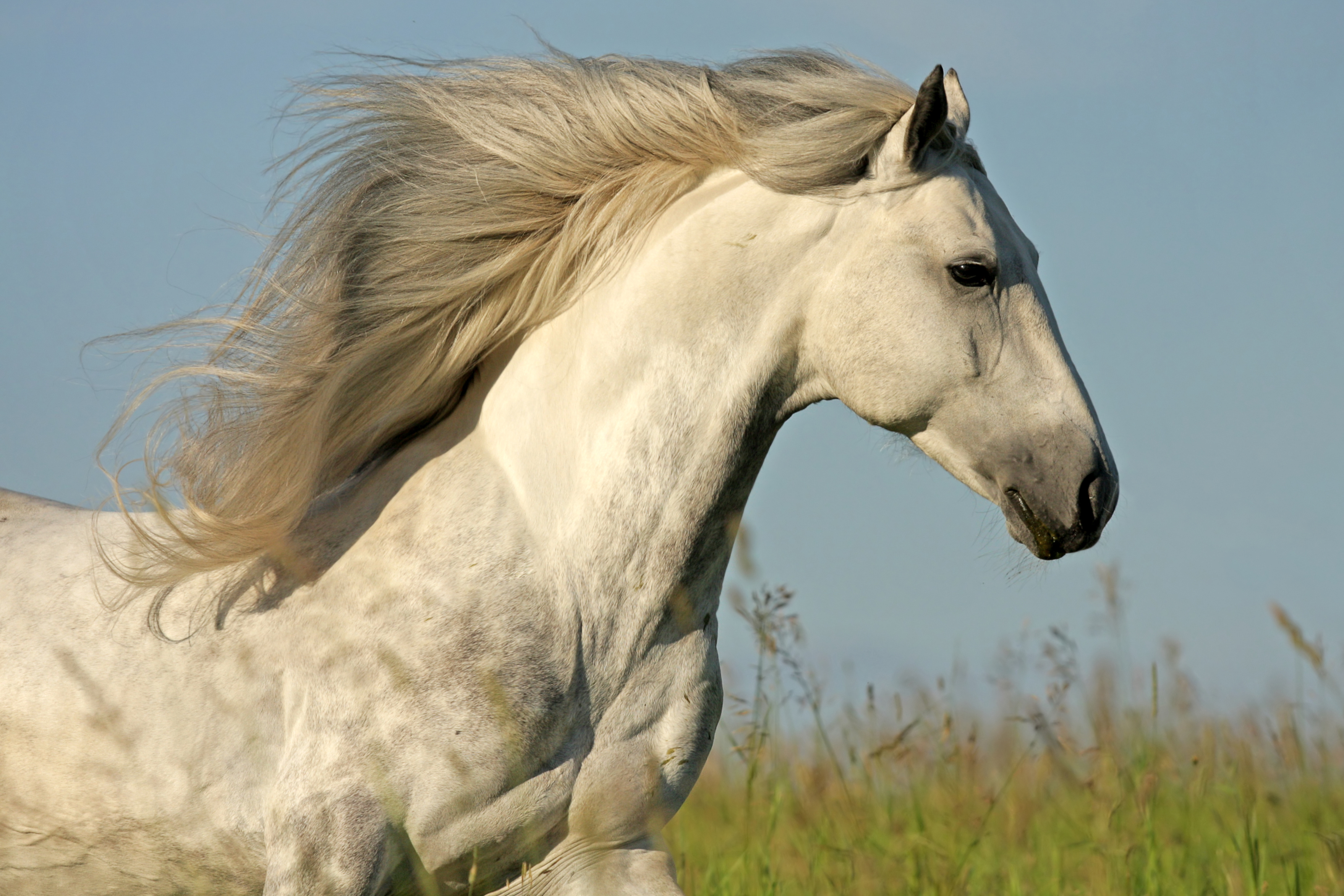 What is a horse's favorite hairdo? image