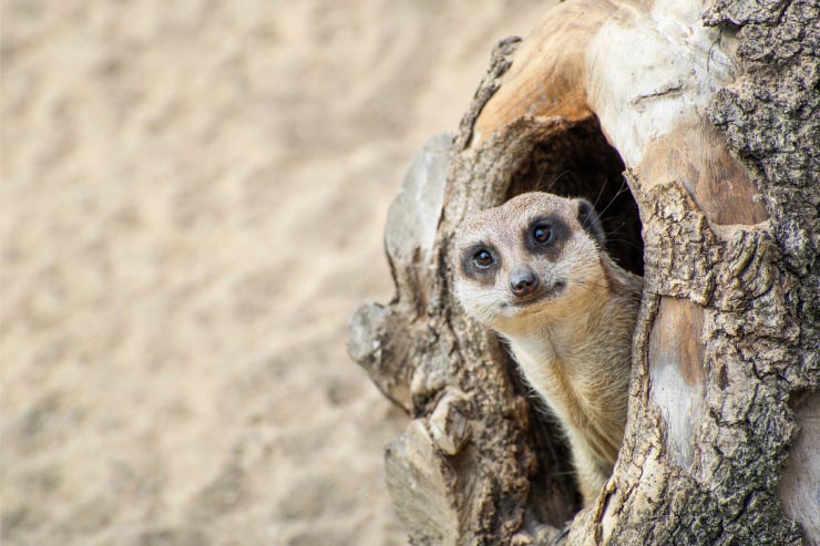  What animal should you never play hide and seek with? image